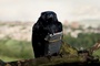 photo 8 du film we are four lions