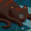 un chat