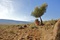 paysage-jpg