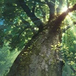 le soleil derriere l arbre