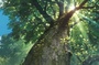 le soleil derriere l arbre
