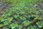 minuscule arrietty