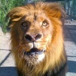 un-lion-jpg