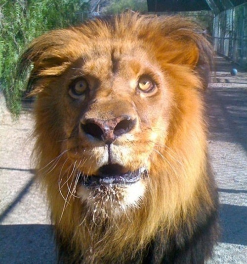 un-lion-jpg