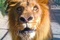 un-lion-jpg