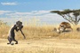 un chien de prairie et un lion