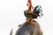 un coq