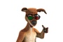 un kangourou aux lunettes 3D