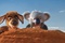 un kangourou et un koala