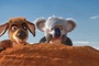 un kangourou et un koala