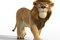 un lion