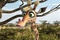 une belle girafe