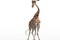une girafe
