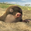 une taupe
