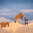 les moutons