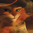 le-chat-potte-2-jpg