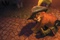 le-film-le-chat-potte-jpg