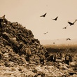 photo 9 du film waste land
