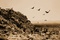 photo 9 du film waste land