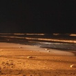 photo 5 du film le vagabond