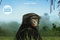 Affiche du film Bonobos  