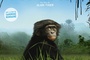 Affiche du film Bonobos  