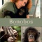 affiche teaser - Bonobos  