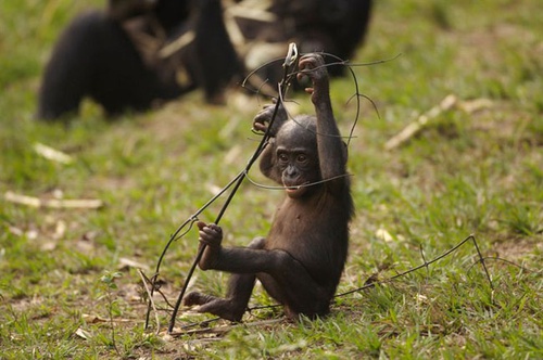 photo 10 du film bonobos