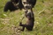 photo 10 du film bonobos