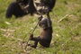 photo 10 du film bonobos