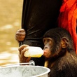 photo 16 du film bonobos