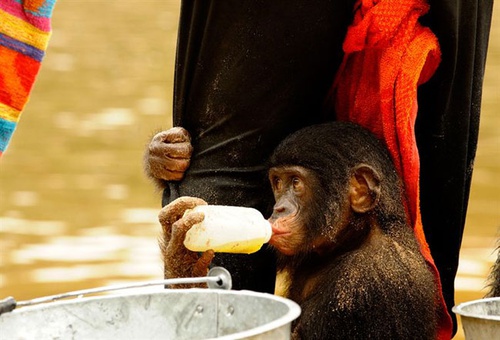 photo 16 du film bonobos