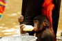 photo 16 du film bonobos