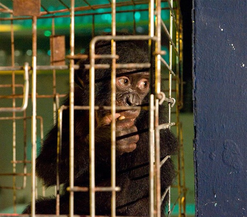photo 2 du film bonobos