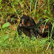 photo 4 du film bonobos