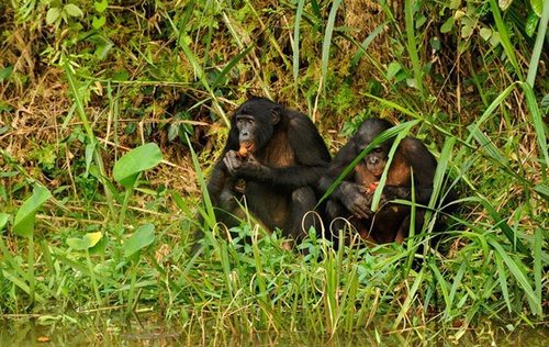 photo 4 du film bonobos