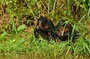 photo 4 du film bonobos