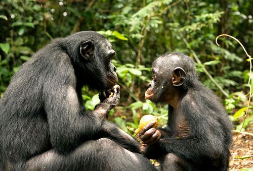 photo 7 du film bonobos