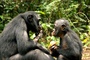 photo 7 du film bonobos