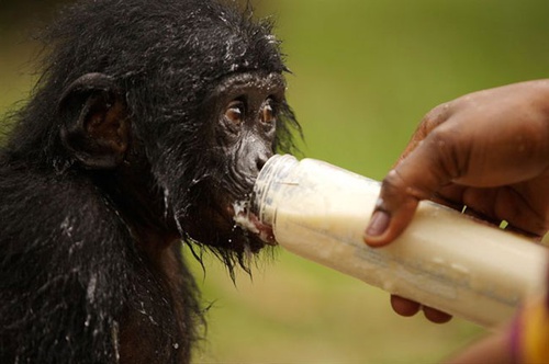 photo 8 du film bonobos