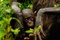 photo du film bonobos