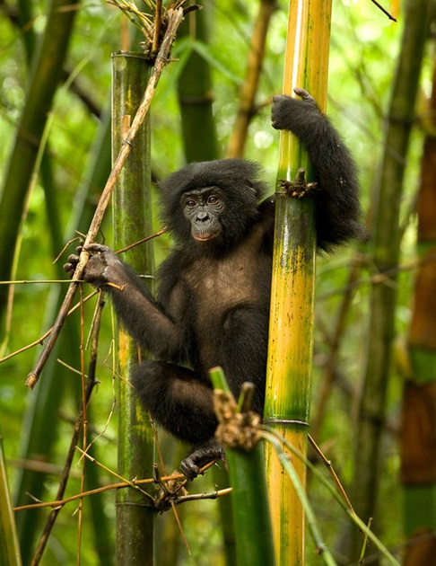 un bonobo