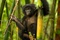 un bonobo
