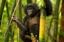 un bonobo