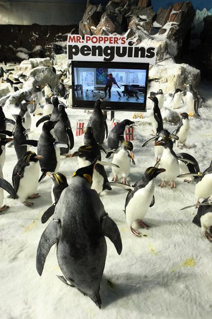 Affiche du film Mr Popper's penguins 