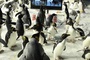Affiche du film Mr Popper's penguins 