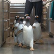 des-pingouins-jpg