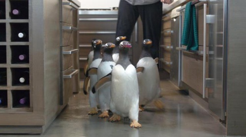 des-pingouins-jpg