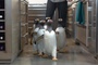 des-pingouins-jpg