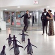 jim-carrey-suivi-par-ses-pingouins-jpg